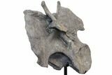 Massive, Apatosaurus Cervical Vertebra On Stand - Colorado #109178-5